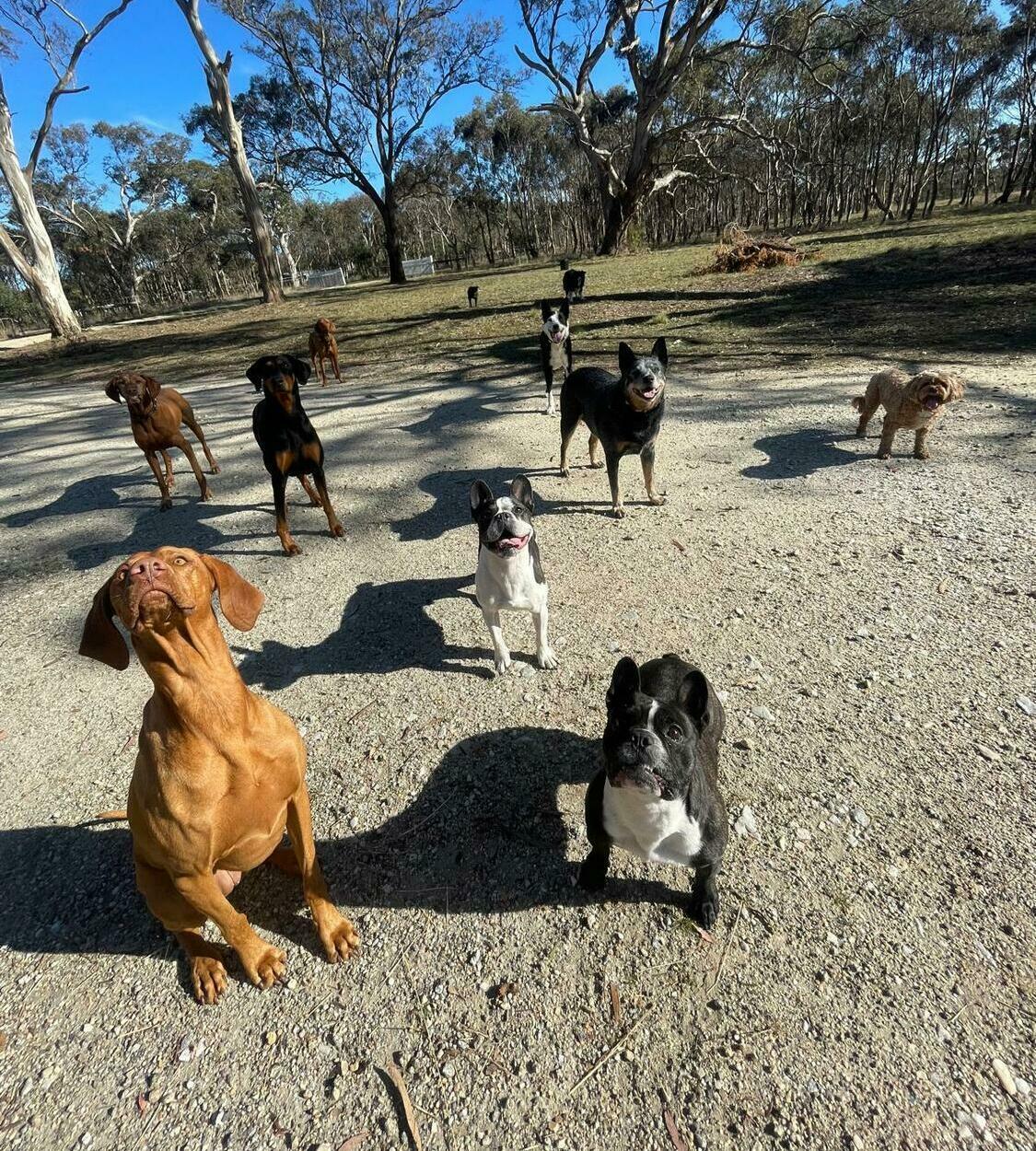 Cavalier King Charles Spaniel