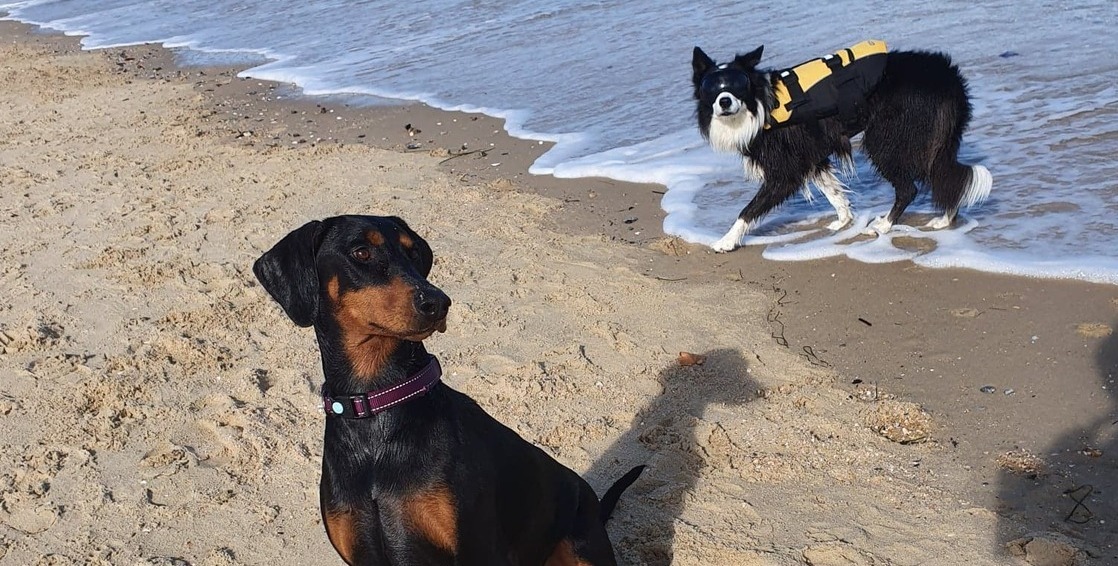Cavalier King Charles Spaniel
